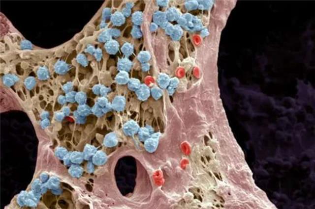 生物干细胞抗衰老技术