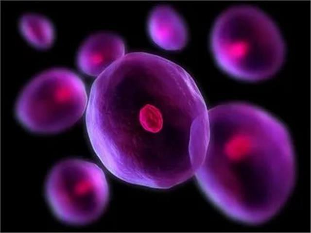 干细胞技术在卵巢抗衰老中的应用