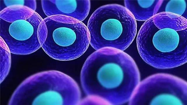 干细胞和nk免疫细胞抗衰老对比