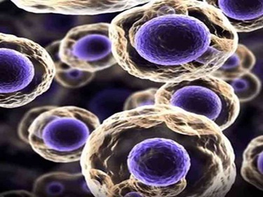 诱导多能干细胞技术是什么