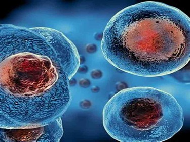 造血干细胞的作用是什么