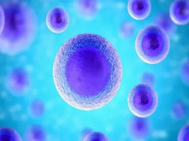做干细胞美容可以吗有害吗-做干细胞美容有没有副作用