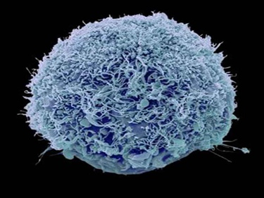 最新干细胞抗衰老应用有哪些