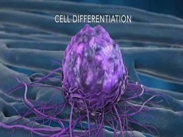 干细胞抗衰老机制怎么样