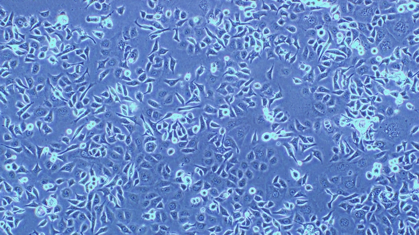 干细胞