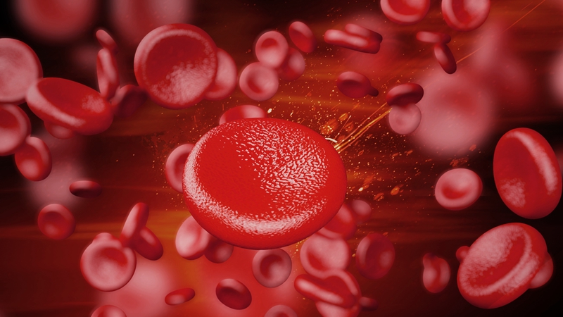 造血干细胞挽救生命
