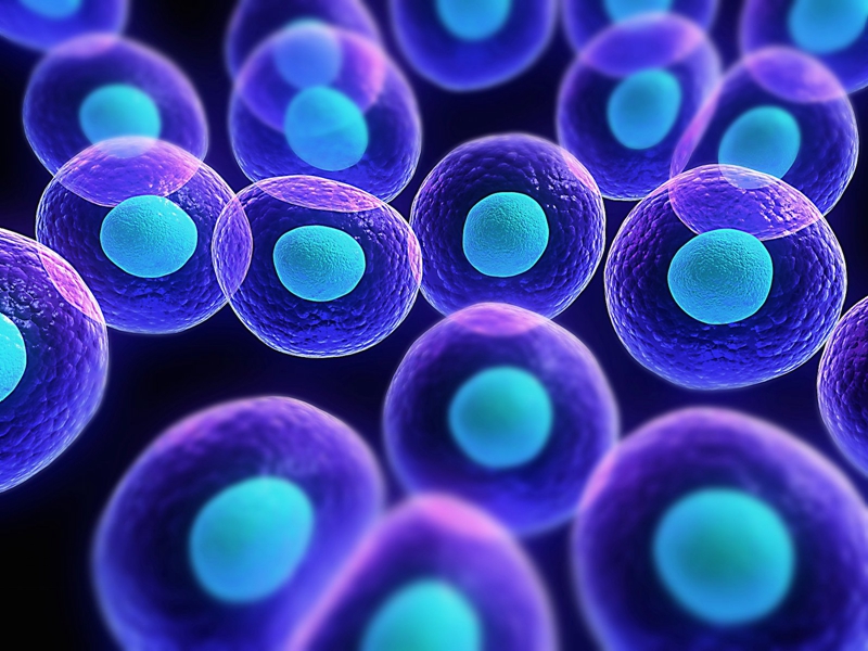 干细胞治疗和研究
