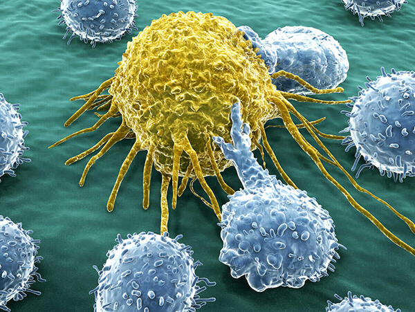 HPV病毒专用免疫细胞