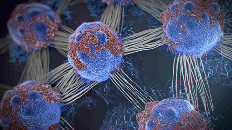 胚胎干细胞培养