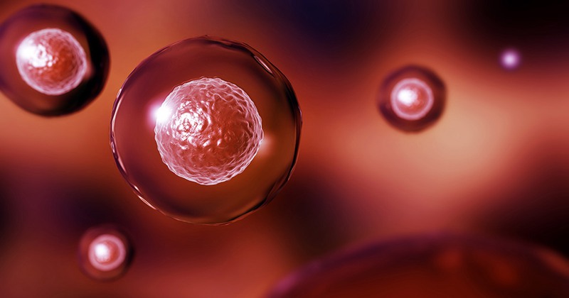 胚胎干细胞来源