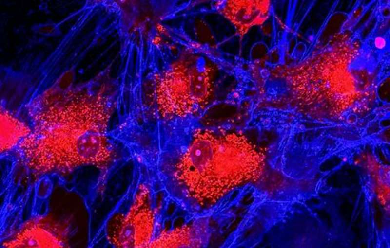 干细胞美容怎么操作