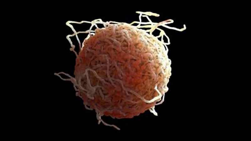 胎盘干细胞能抗衰老吗