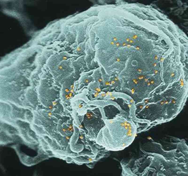 干细胞疗法真的能抗衰老吗