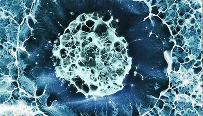 干细胞抗衰老的理论研究与进展
