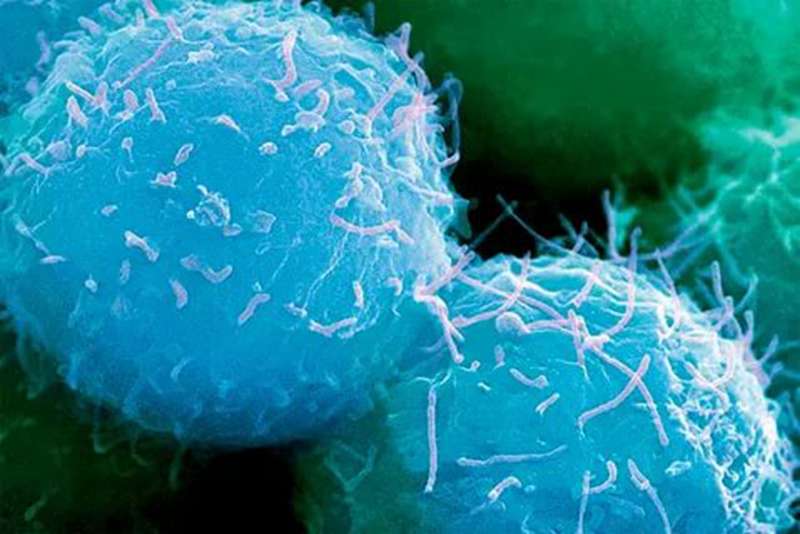 干细胞技术与卵巢抗衰老