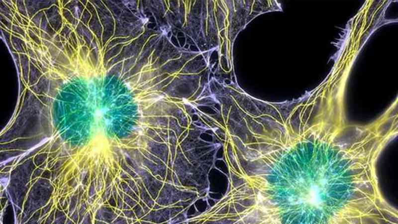 干细胞为什么能够抗衰老